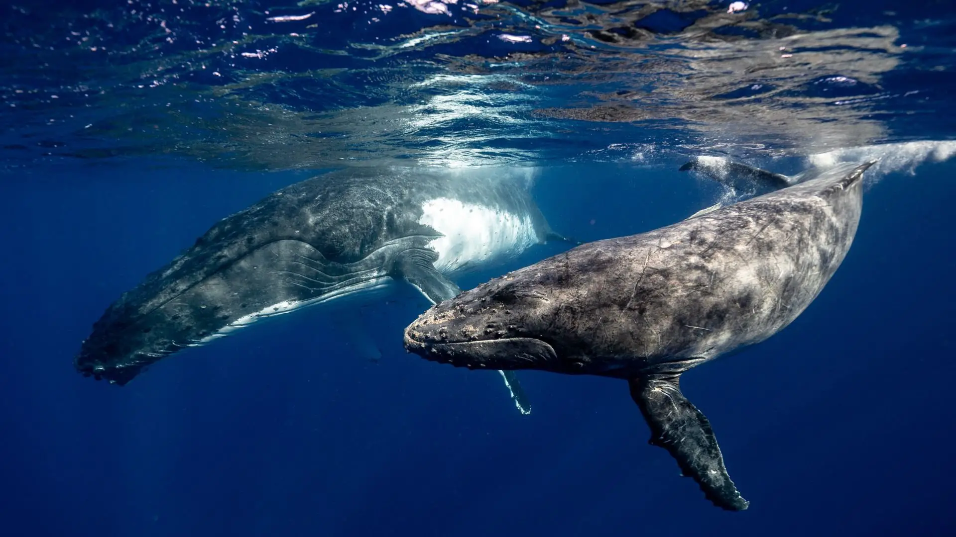 Can Reinforcement Learning Save Whales Dying From Ship Strikes? | 1